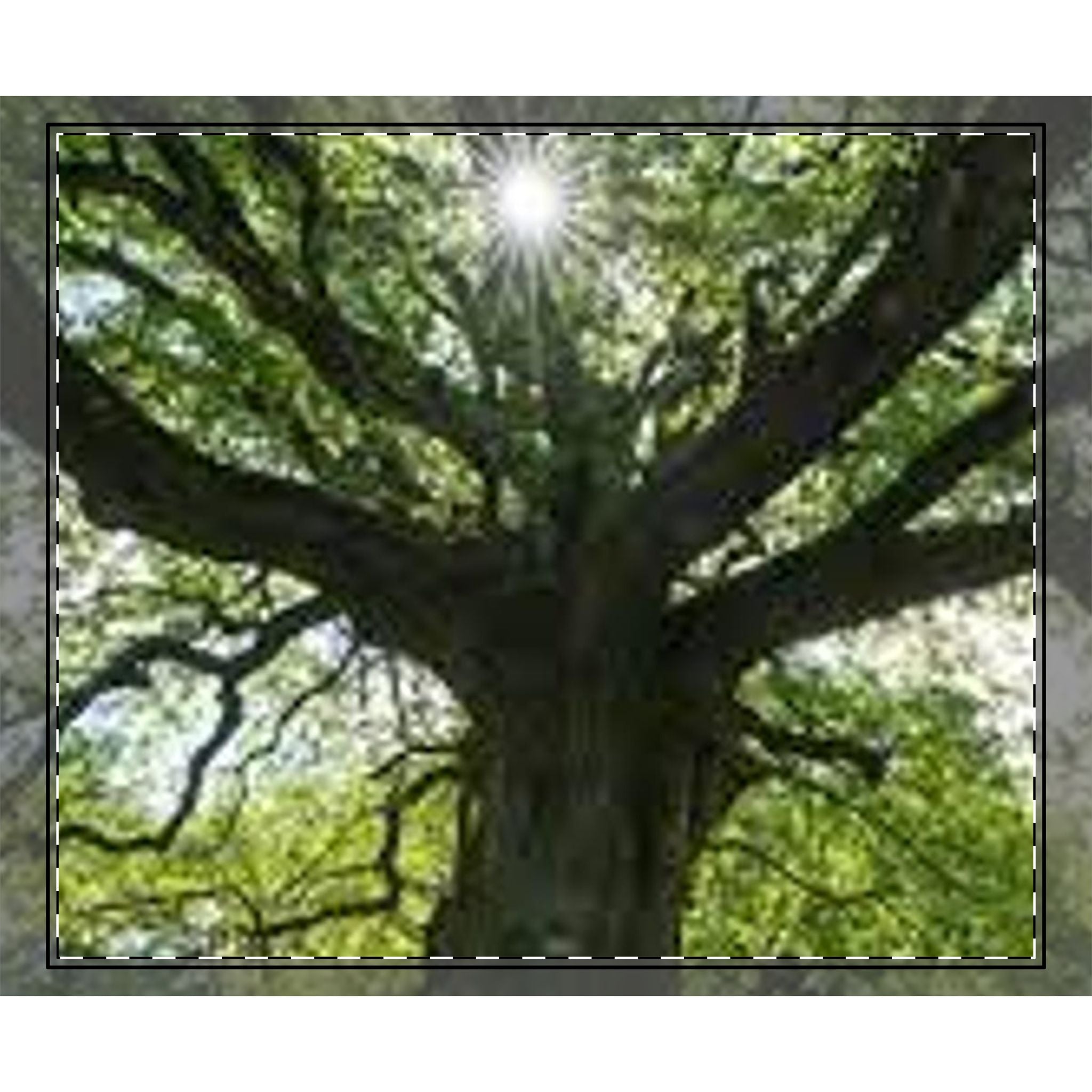 Sunlit Oak Tree Woven-Style Coverlet | Nature Forest Bedding