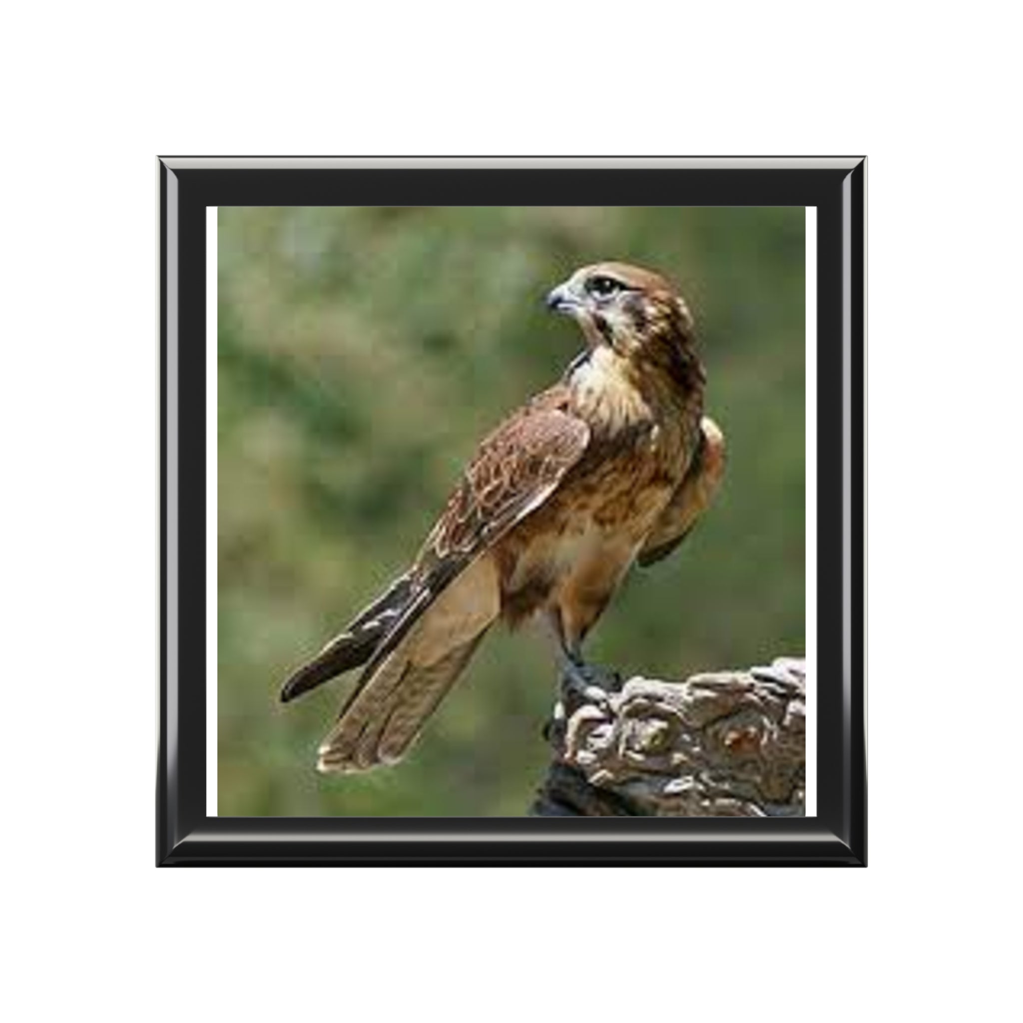 Brown Hawk Illustration Jewelry Box | Bird Photo Trinket Case