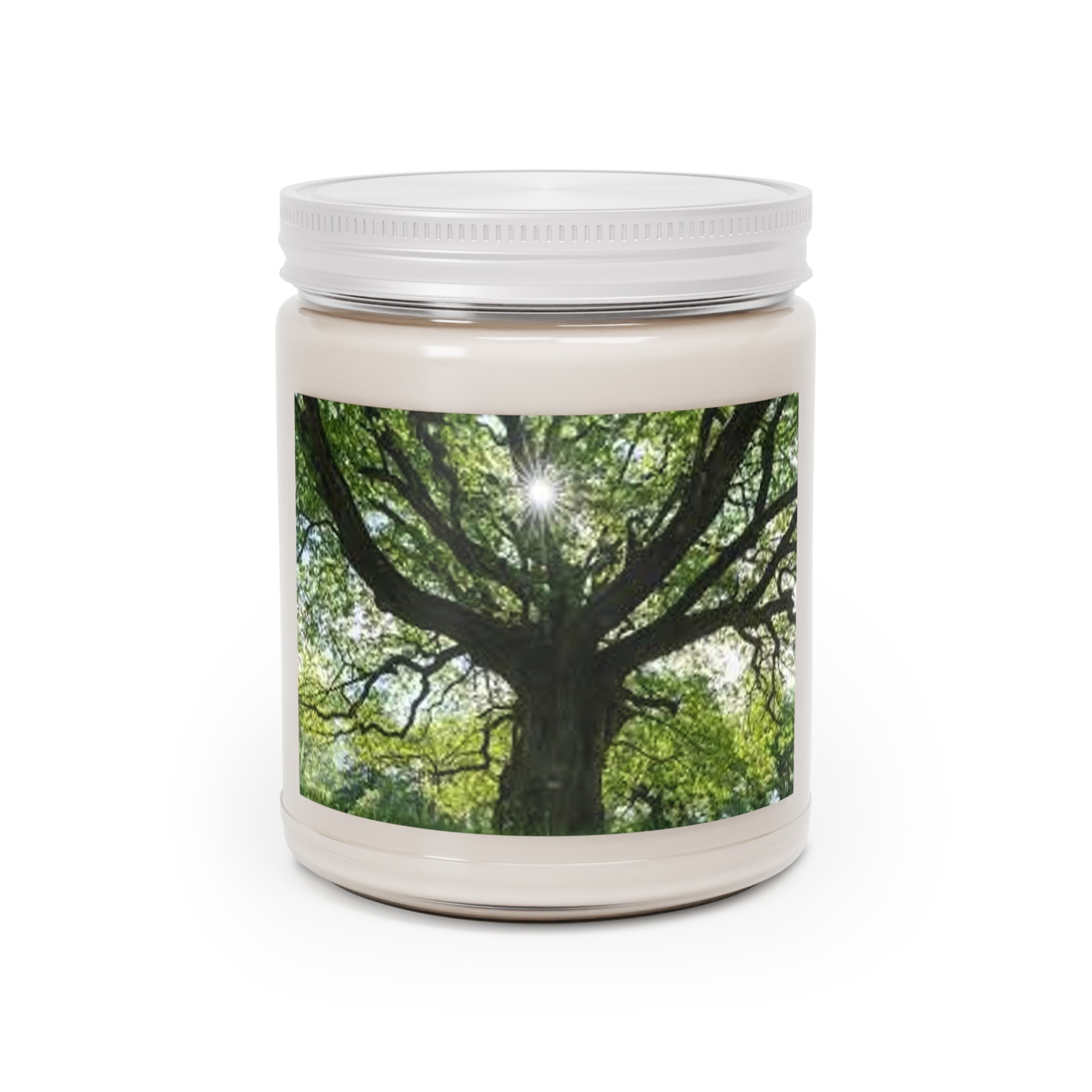 Sunlit Oak Tree Candle | 9oz Soy Candle with White Lid