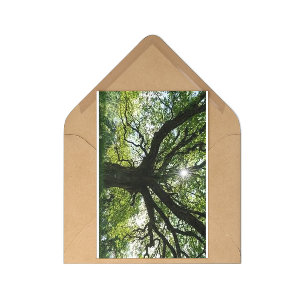 Sunlit Canopy Tree Postcards | Set of 7, Forest Photography