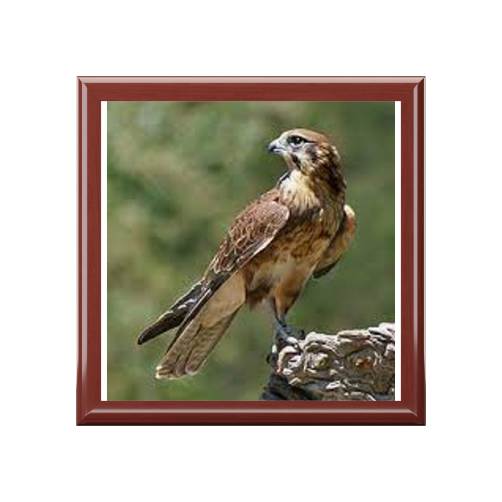 Brown Hawk Illustration Jewelry Box | Bird Photo Trinket Case