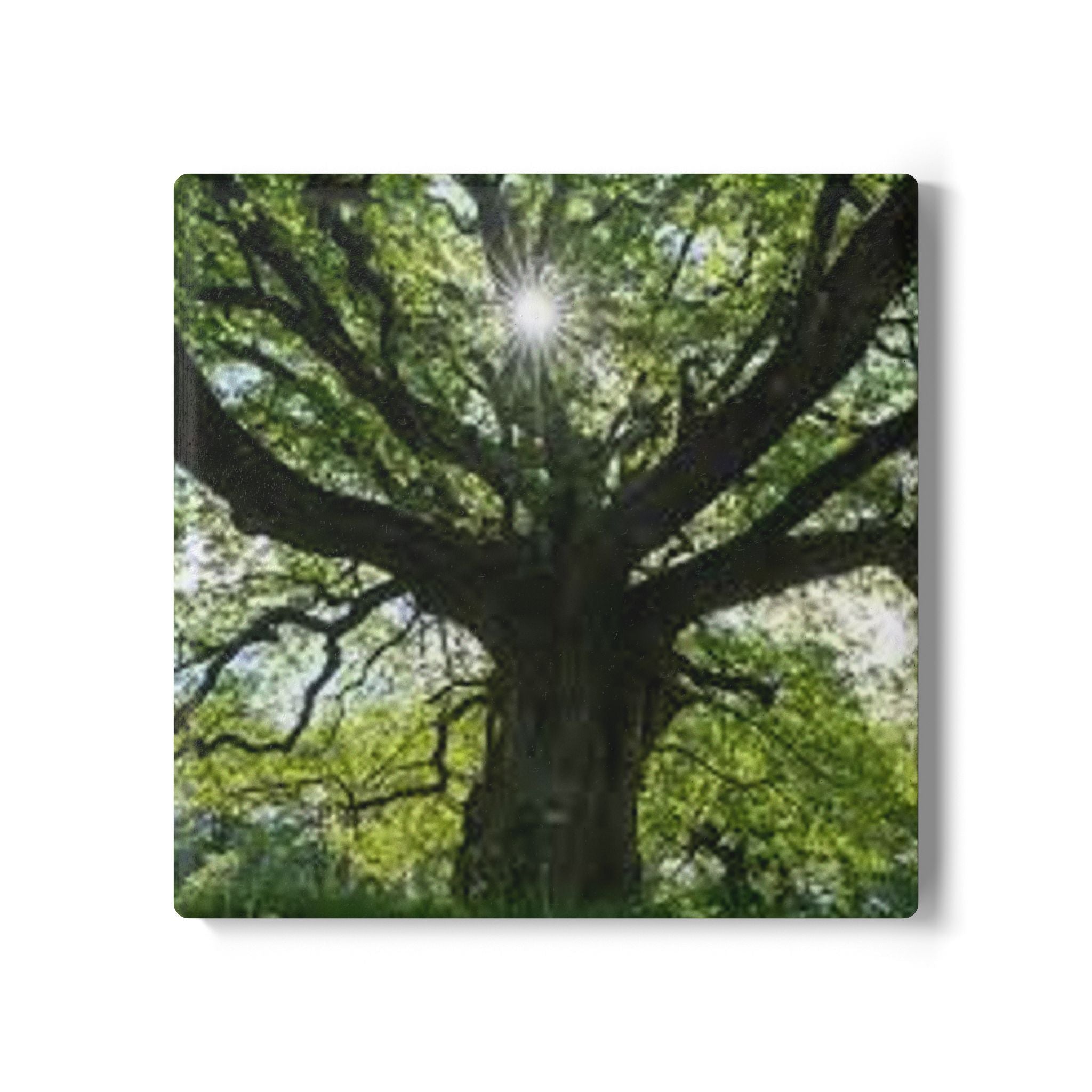 Sunlit Oak Tree Ceramic Coaster | Nature Woodland Drink Mat