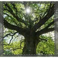 Sunlit Oak Tree Woven-Style Coverlet | Nature Forest Bedding
