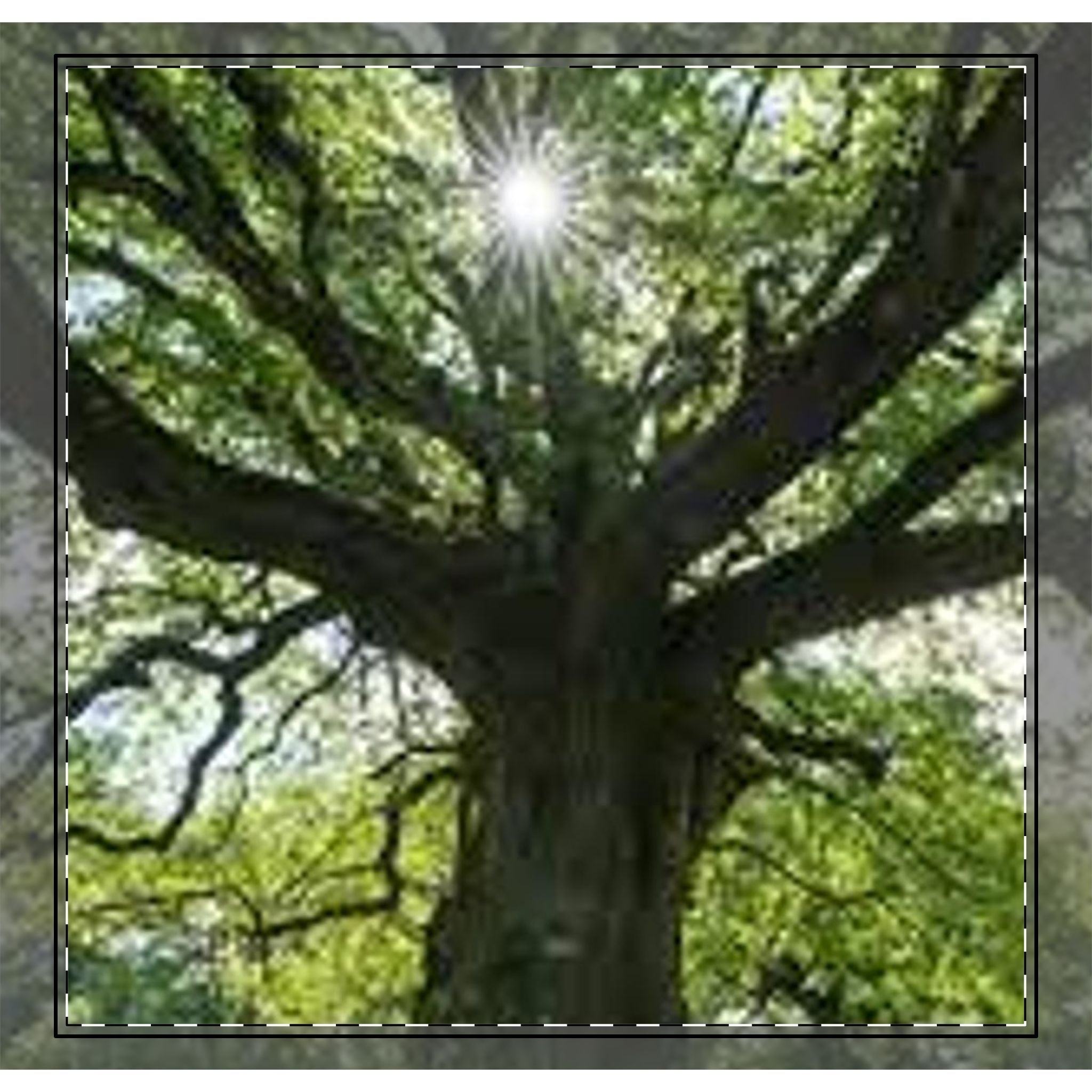 Sunlit Oak Tree Woven-Style Coverlet | Nature Forest Bedding