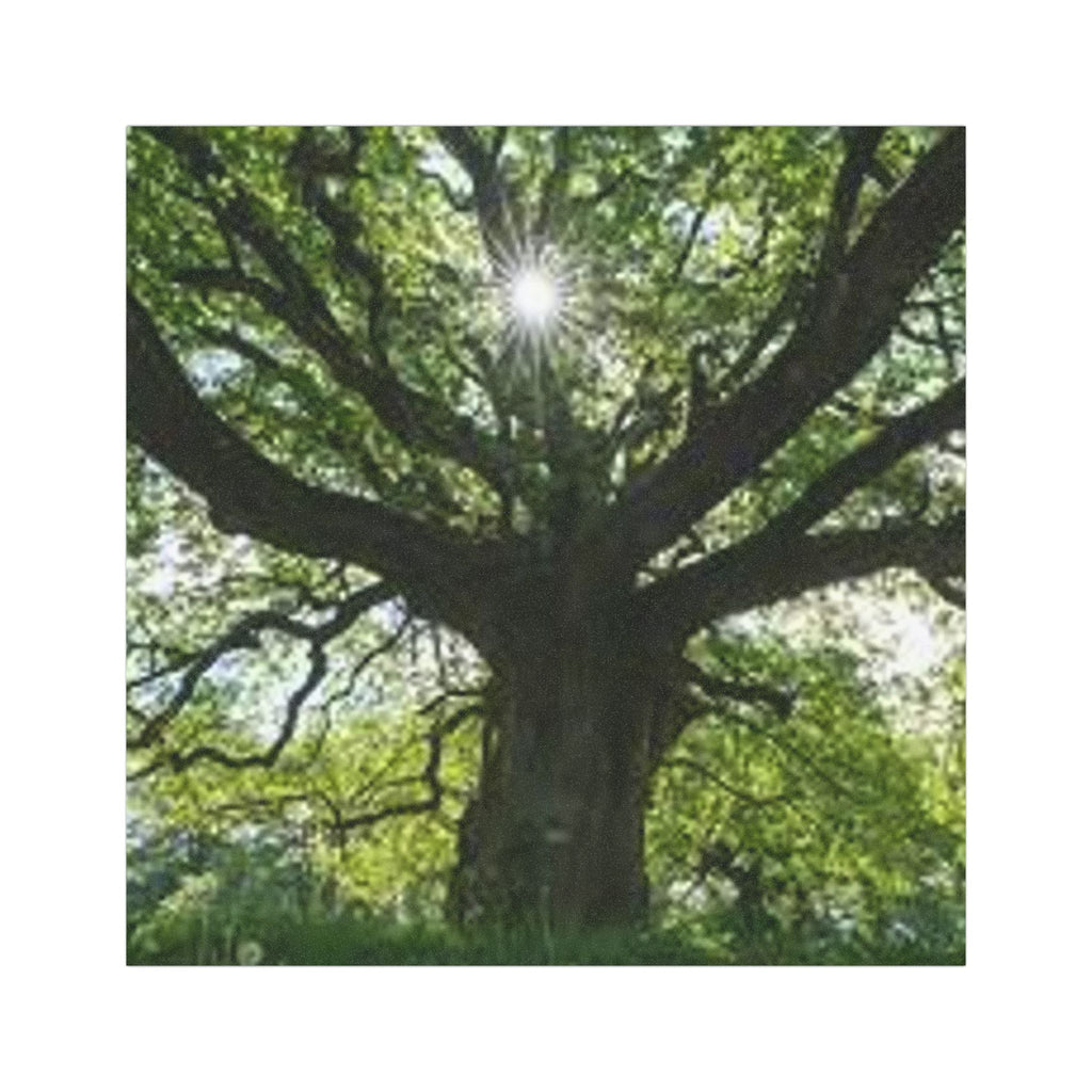 Sunlit Oak Tree Car Magnet | Large Nature Decal