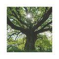 Sunlit Oak Tree Car Magnet | Large Nature Decal