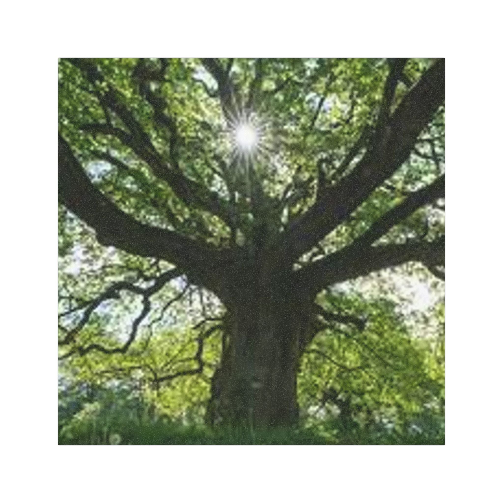 Sunlit Oak Tree Car Magnet | Large Nature Decal