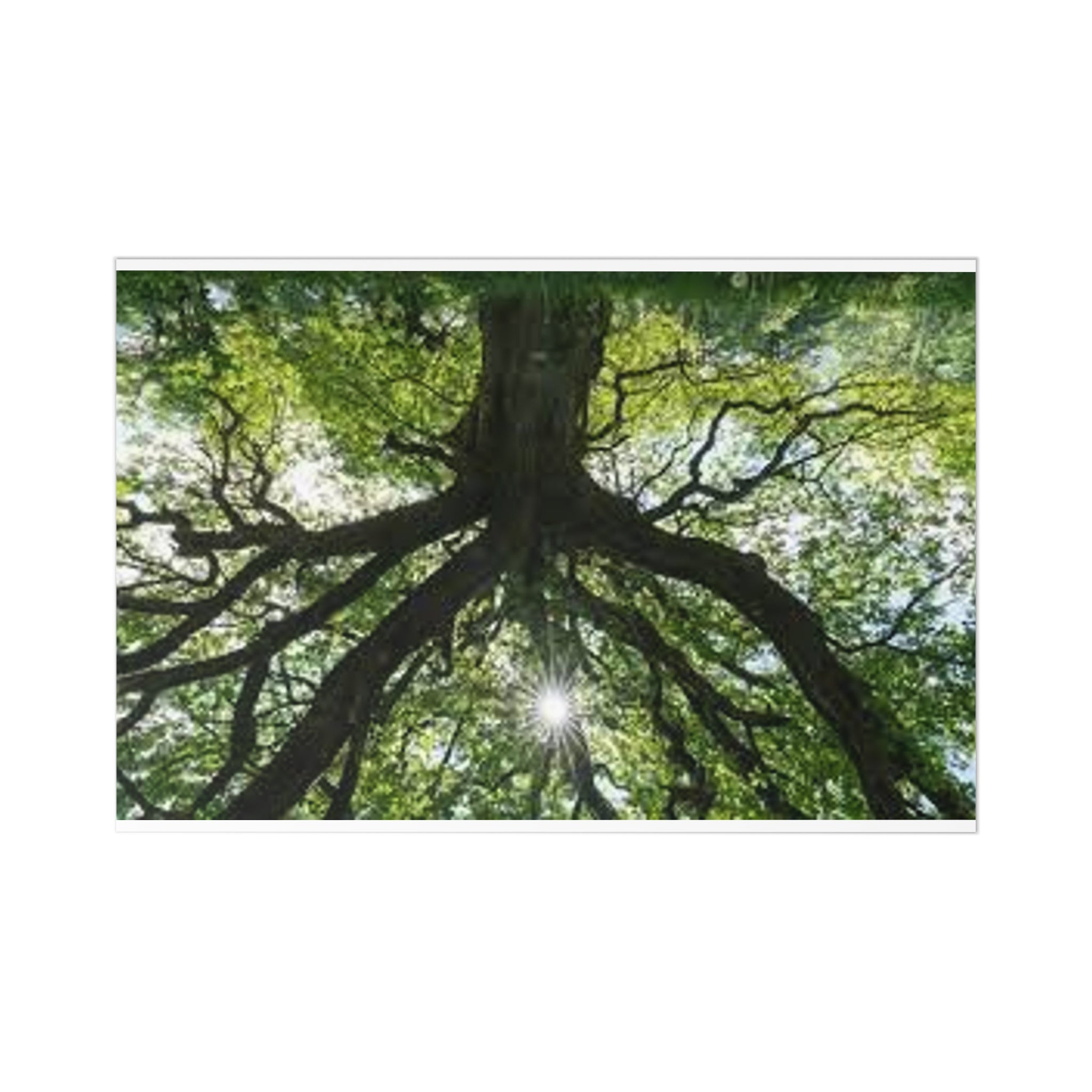 Sunlit Canopy Tree Postcards | Set of 7, Forest Photography
