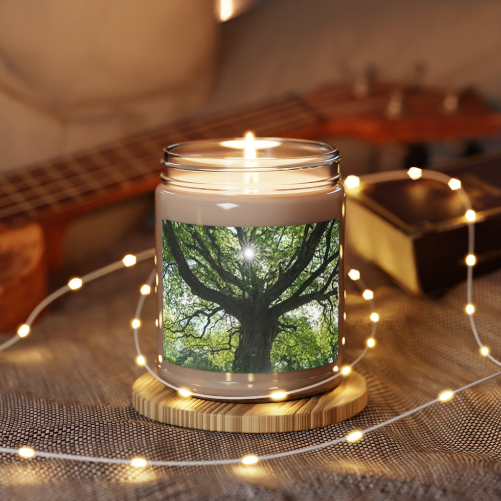 Sunlit Oak Tree Candle | 9oz Soy Candle with White Lid