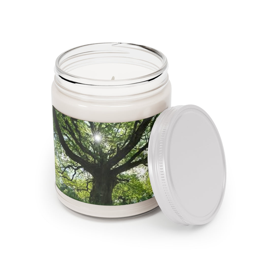 Sunlit Oak Tree Candle | 9oz Soy Candle with White Lid
