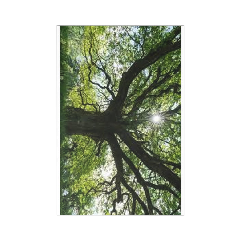 Sunlit Canopy Tree Postcards | Set of 7, Forest Photography