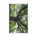 Sunlit Canopy Tree Postcards | Set of 7, Forest Photography