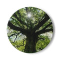 Sunlit Oak Tree Ceramic Coaster | Nature Woodland Drink Mat