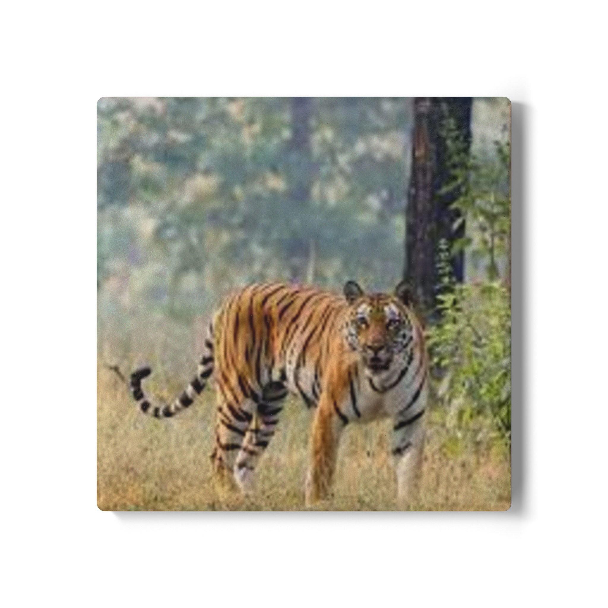 Bengal Tiger Illustration Ceramic Coaster | Wildlife Animal Drink Mat