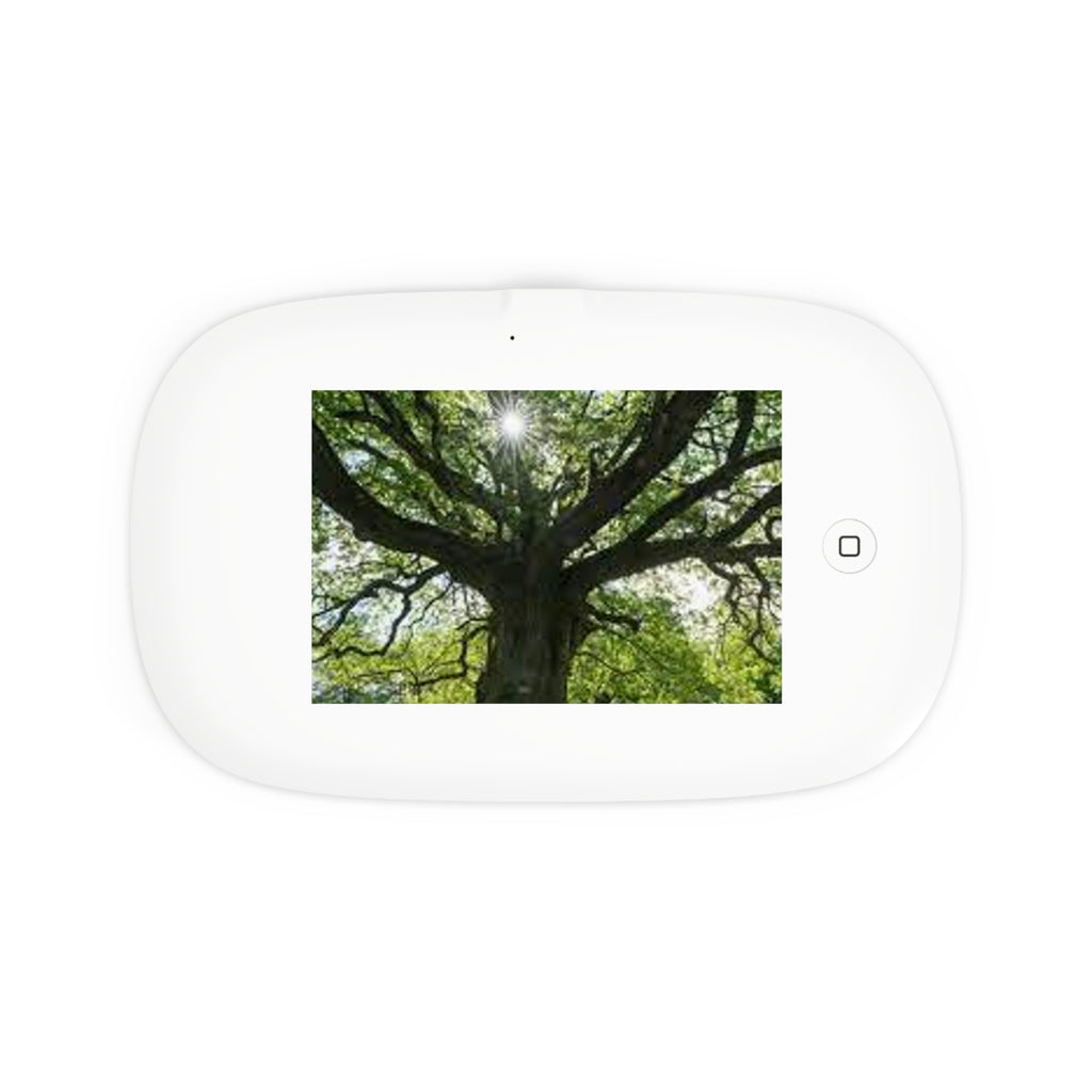 Sunlit Oak Tree UV Phone Sanitizer and Wireless Charging Pad | Nature Photo
