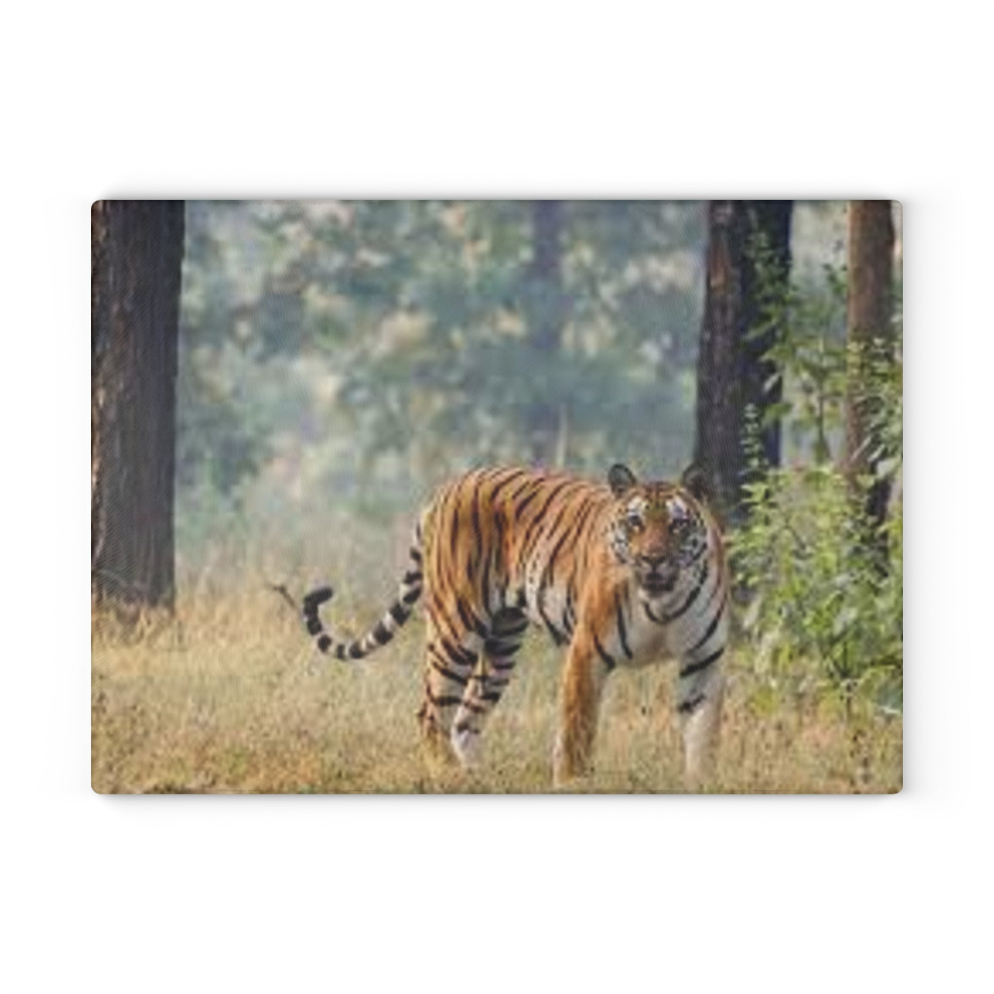 Bengal Tiger Photography Glass Cutting Board | Wildlife Kitchen Décor