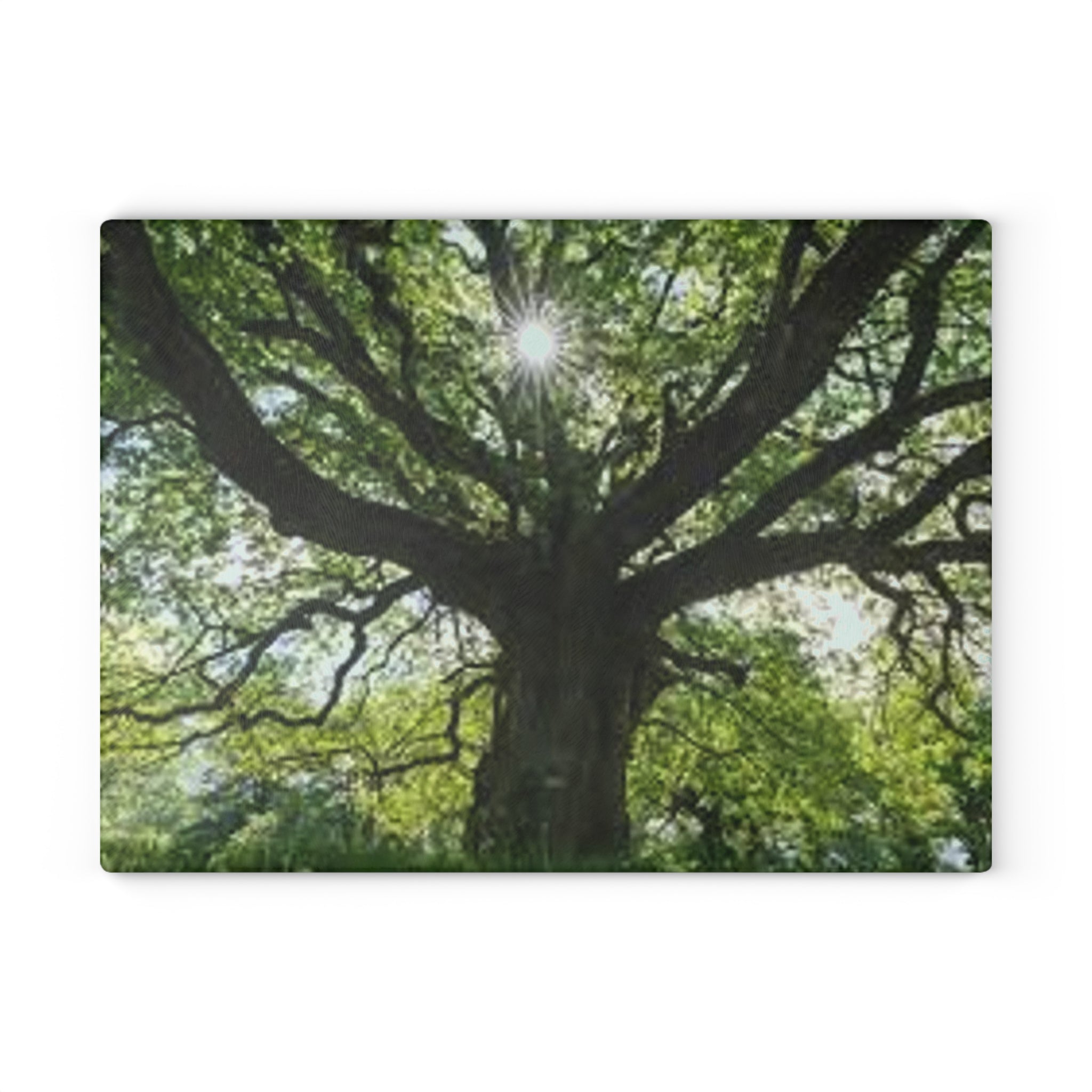 Sunlit Oak Tree Glass Cutting Board | Forest Nature Kitchen Decor