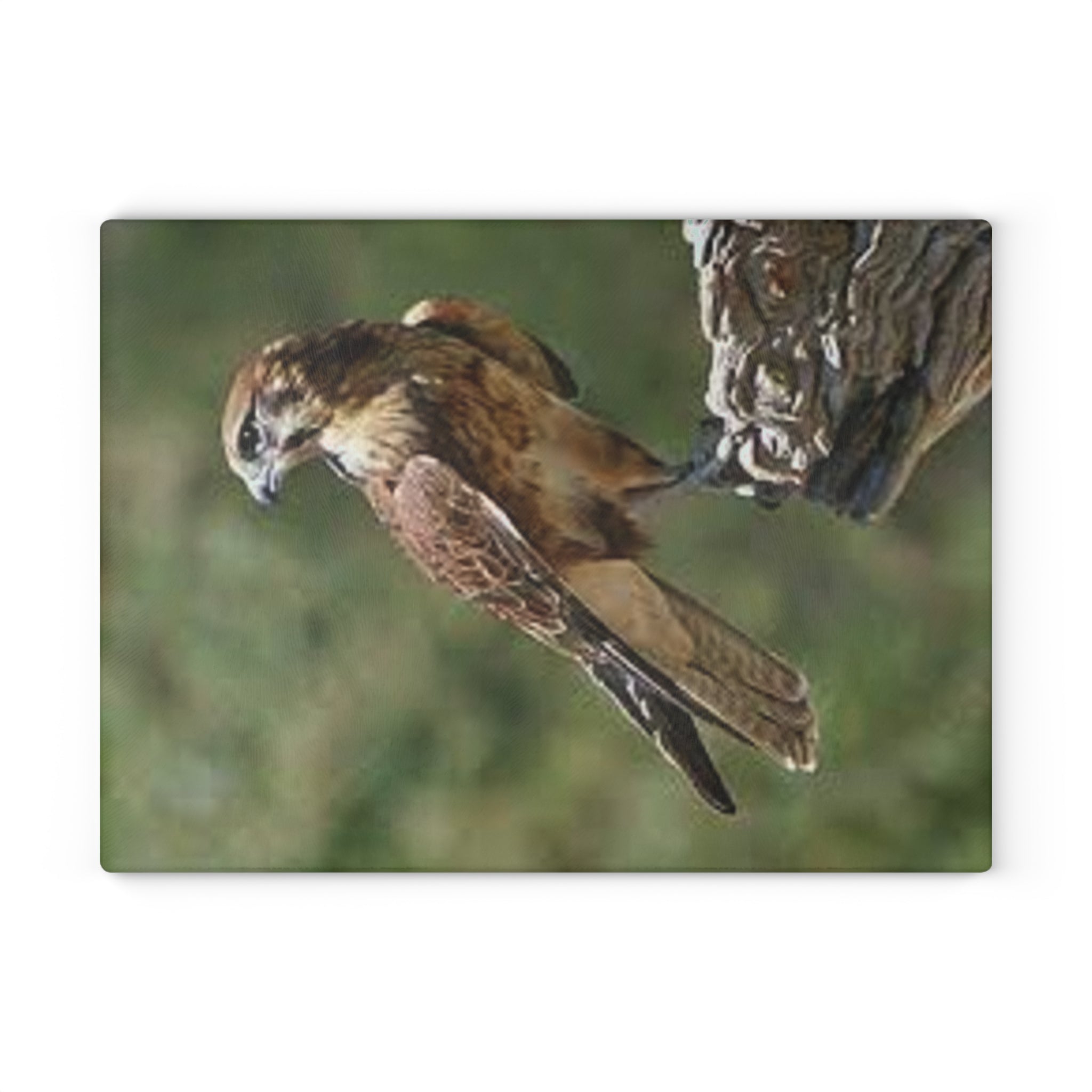 Kestrel Bird Glass Cutting Board | Wildlife Falconry Kitchen Decor