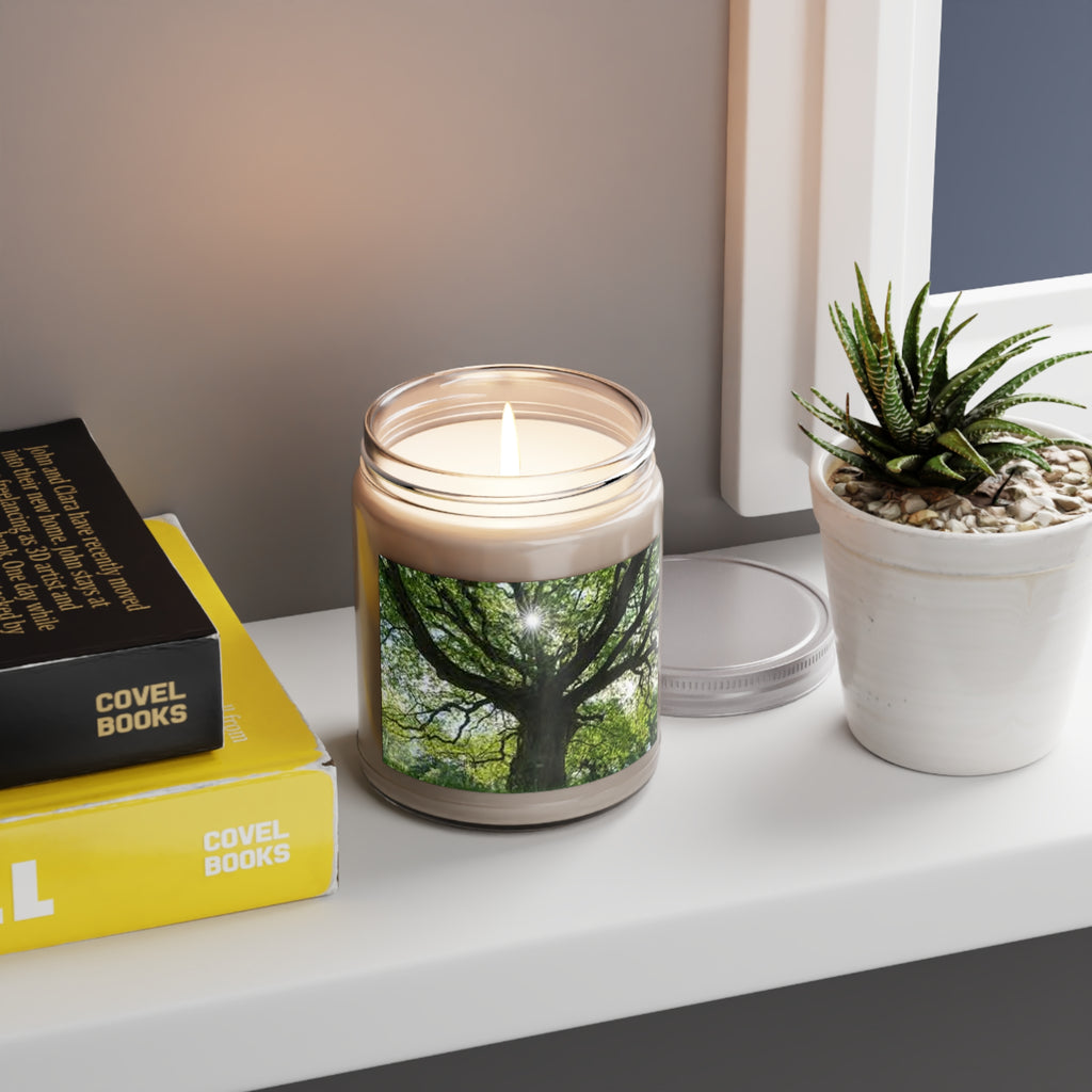 Sunlit Oak Tree Candle | 9oz Soy Candle with White Lid