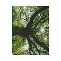 Sunlit Canopy Tree Toddler Blanket | Forest Nature Nursery Decor