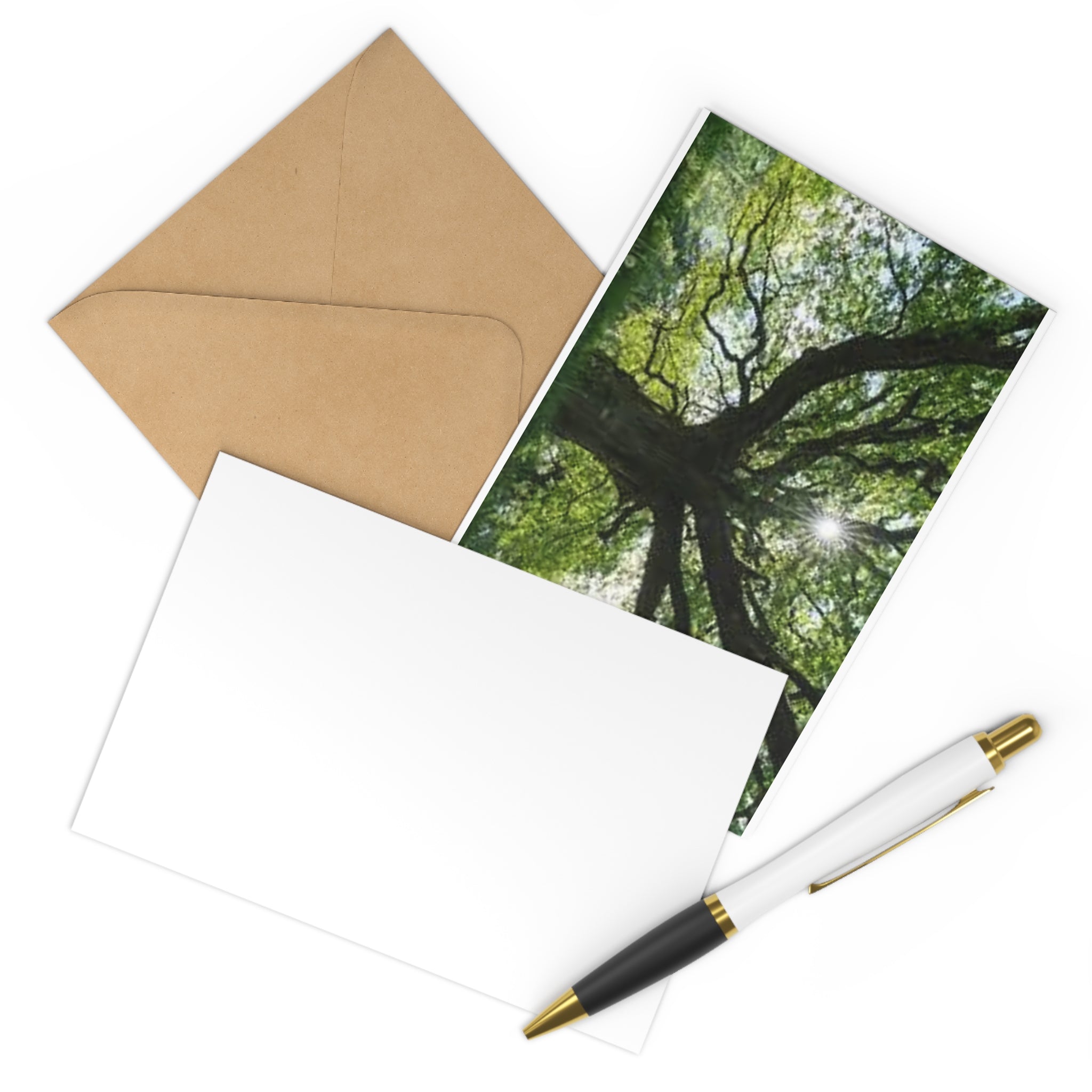Sunlit Canopy Tree Postcards | Set of 7, Forest Photography