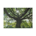 Sunlit Oak Tree Glass Cutting Board | Forest Nature Kitchen Decor